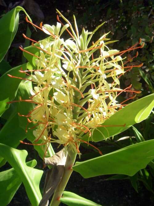 Слика од Hedychium