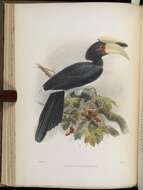 Image of Oriental Pied Hornbill