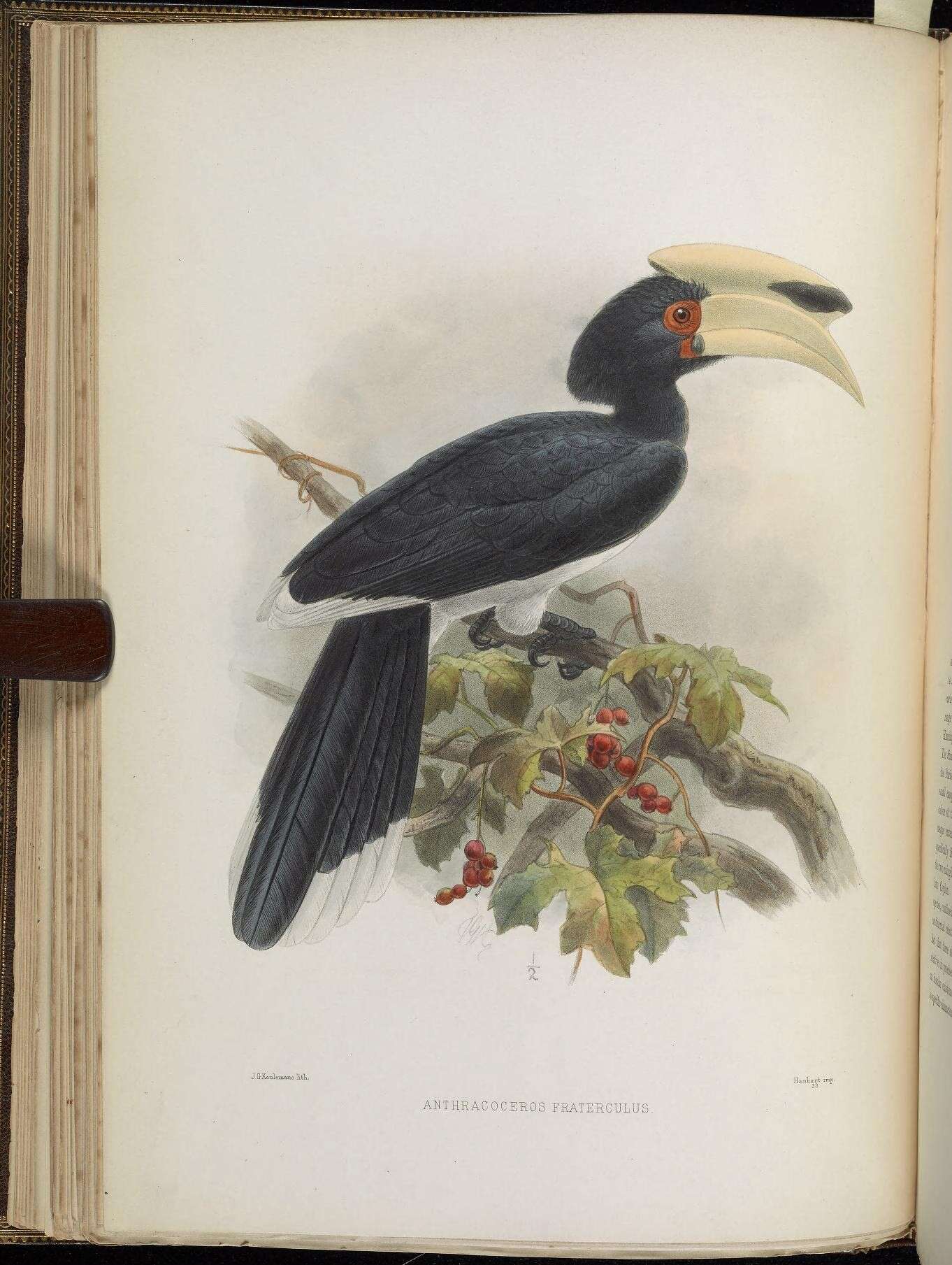 Image of Anthracoceros Reichenbach 1849