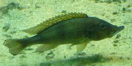 Image of Gnathochromis