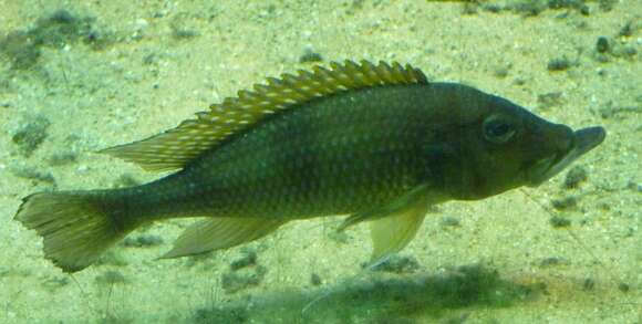Image of Gnathochromis