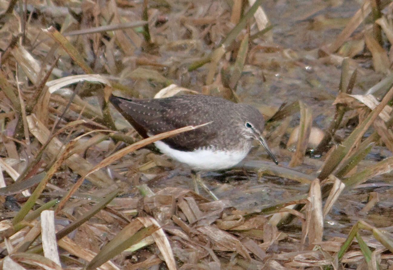 Image of Tringa Linnaeus 1758