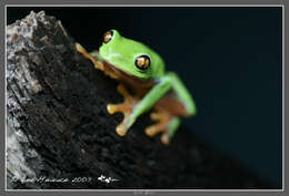 Image of blue-sided leaf frog