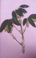 Image of Chaste-tree