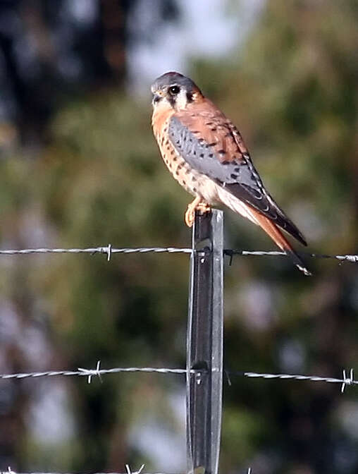 Image of Falco Linnaeus 1758