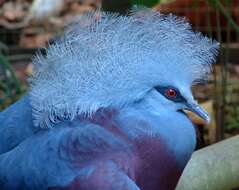 Image of Blue Crowned-pigeon