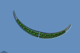 Image of Closterium calosporum