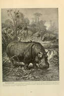 Hippopotamus Linnaeus 1758 resmi