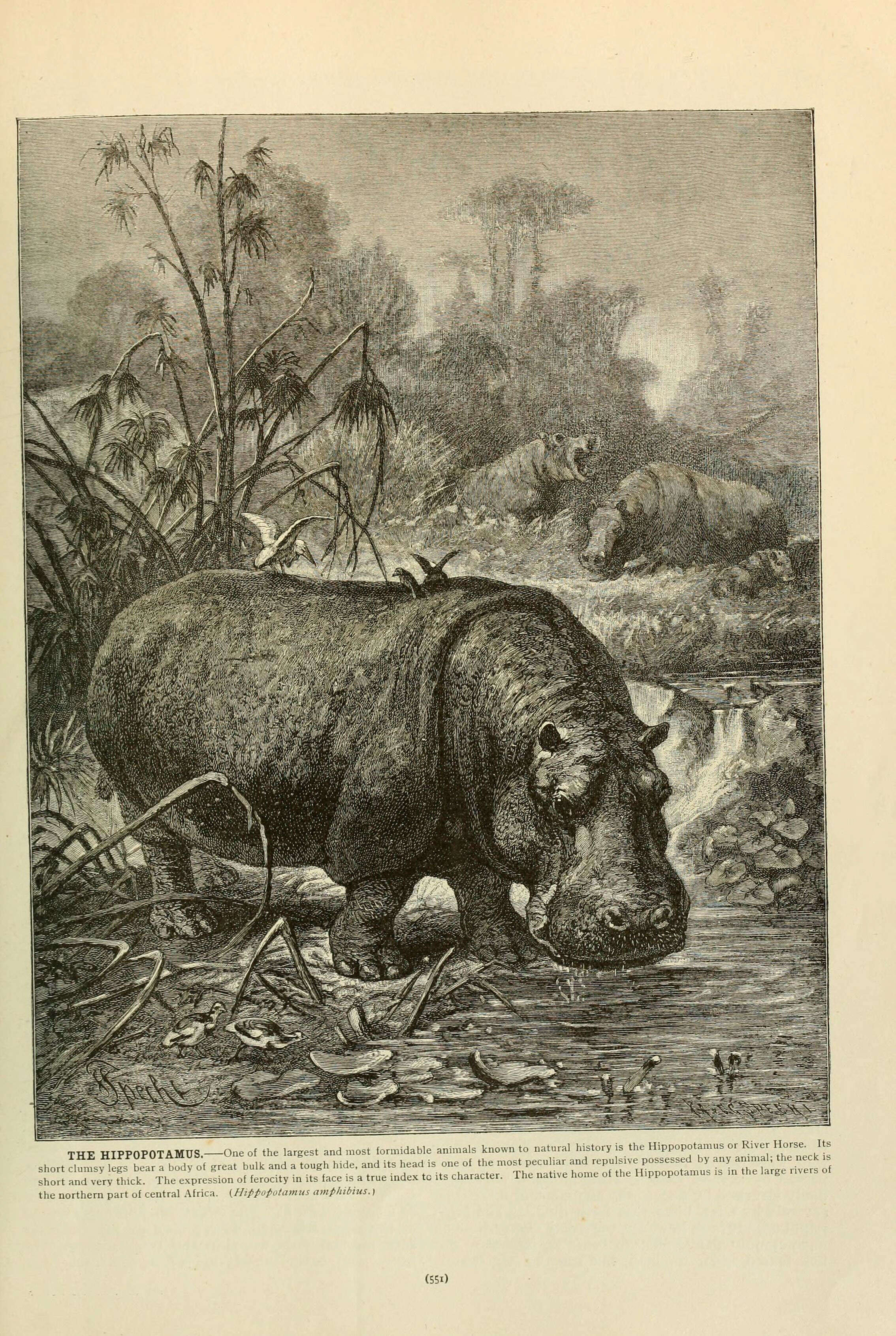 Sivun Hippopotamus Linnaeus 1758 kuva