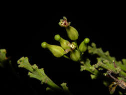 Image of Aptandraceae