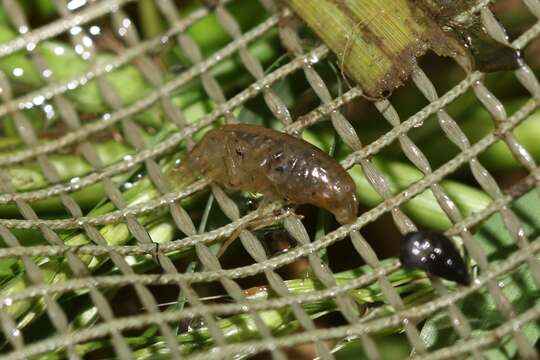 Image of Gammaroidea Latreille 1802