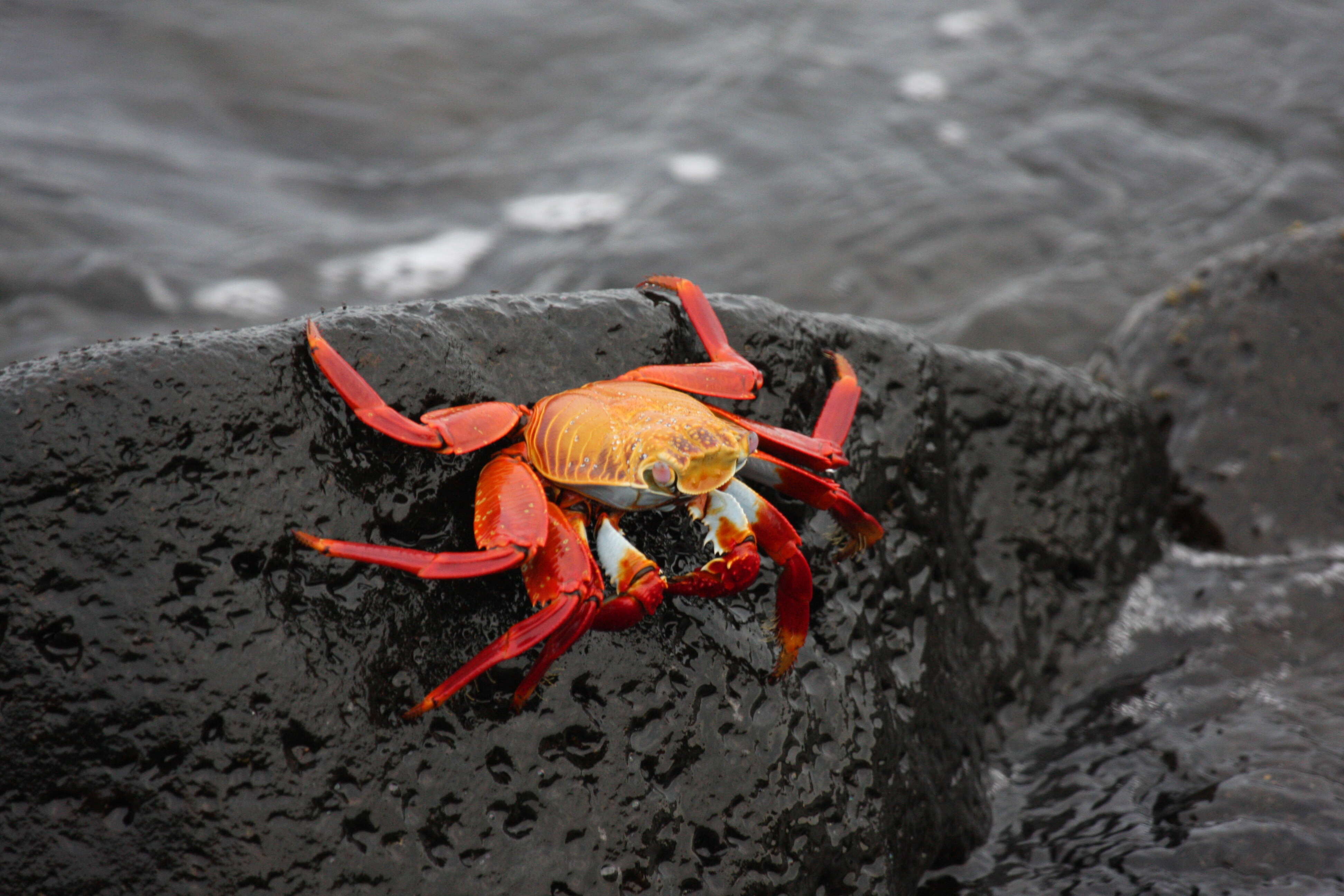 Image of Nimble spray crab