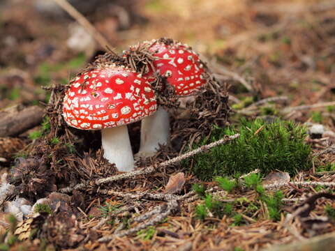 Image of Amanita