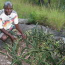 Plancia ëd Sansevieria scimitariformis D. J. Richards