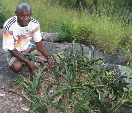 Image of Sansevieria scimitariformis D. J. Richards