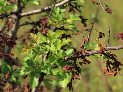 Image of Common Hawthorn