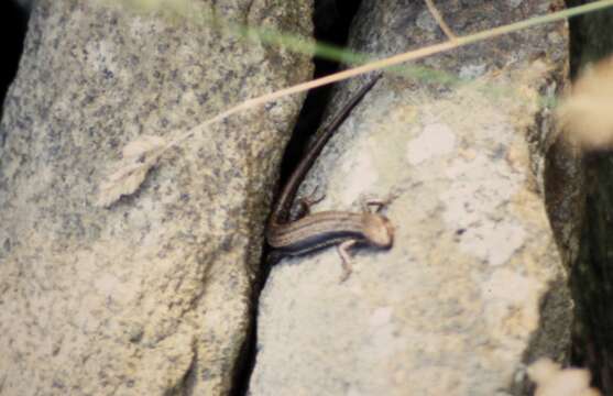 Image of Bold-striped Cool-skink