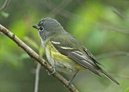 Image of Vireo Vieillot 1808