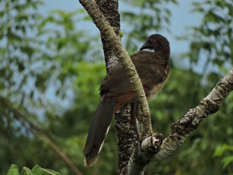 Image of Gray-headed Chachalaca