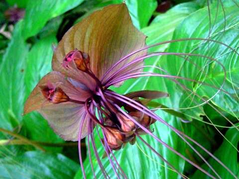 صورة Tacca chantrieri André