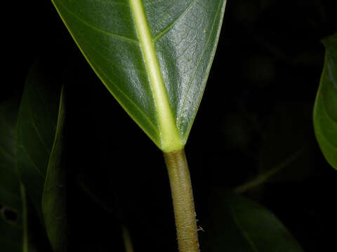 Ficus maxima Mill.的圖片