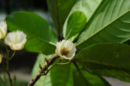 Image of Elaeocarpus grandiflorus J. E. Smith