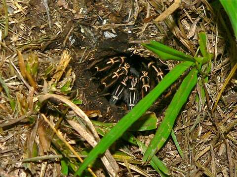 Image of Costa Rican Zebra Tarantula