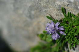 Image of Globe Daisies