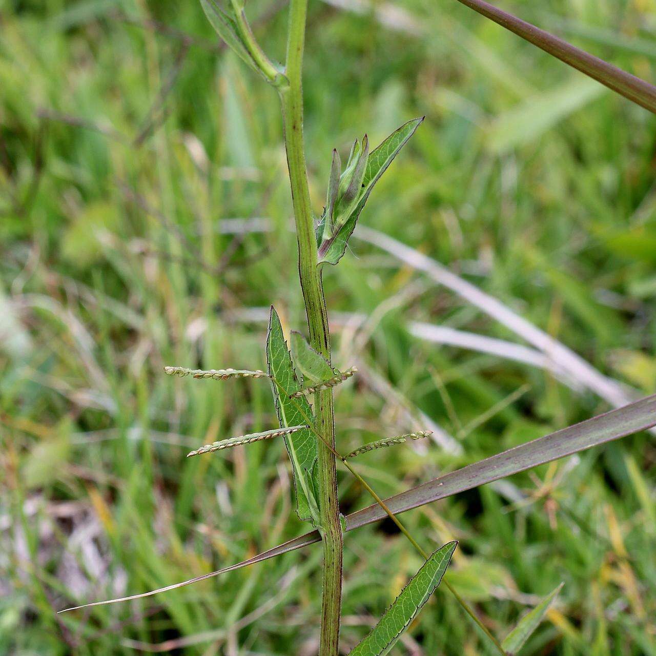 Image de Leptostelma maximum