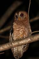 Image of African Wood Owl