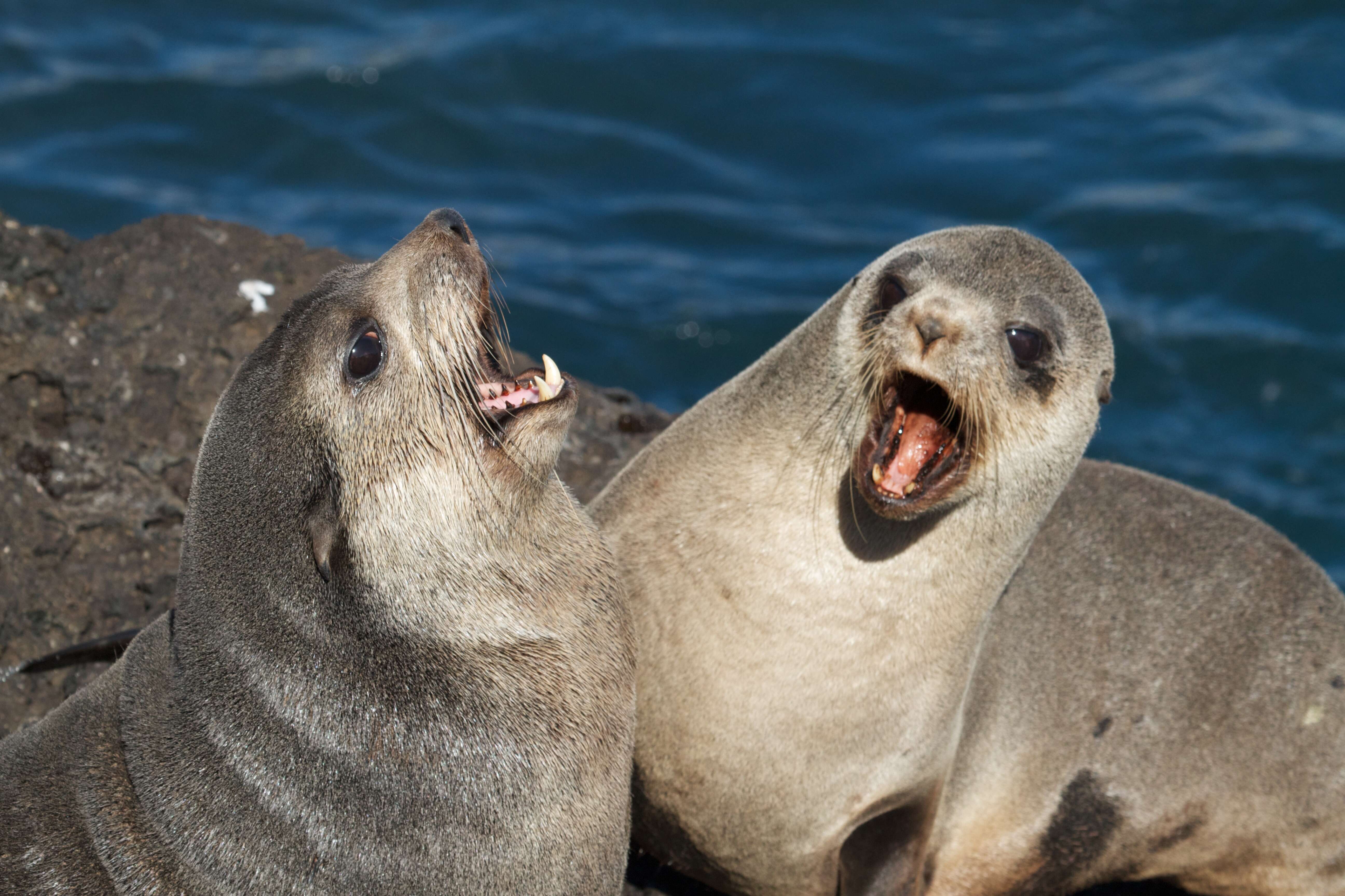 Image of Amsterdam Island Fur Seal