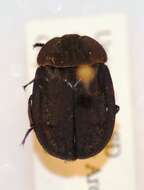 Image of Ridged Carrion Beetle