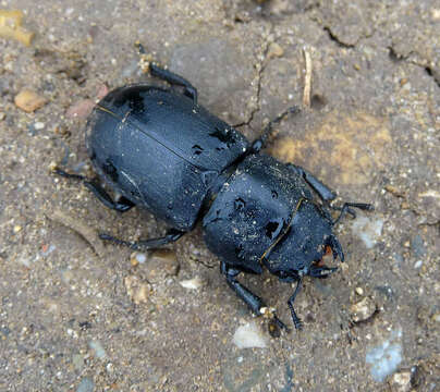 Dorcus parallelipipedus (Linnaeus 1758)的圖片