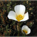 Image of Calochortus ciscoensis S. L. Welsh & N. D. Atwood