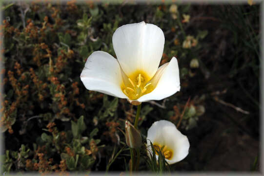 Image de Calochortus ciscoensis S. L. Welsh & N. D. Atwood