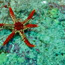 Image of Red and pink sea star