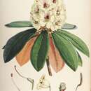 Image of Rhododendron wightii Hook. fil.