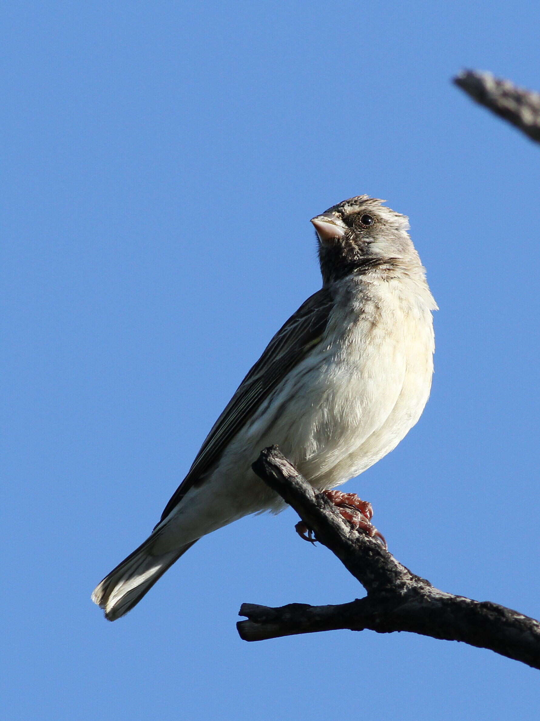 Image of Black-throated Canary