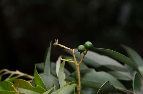 صورة Machilus cochinchinensis Lecomte