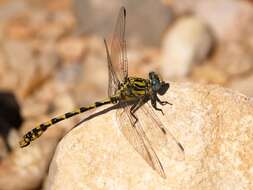 Image of Onychogomphus Selys 1854