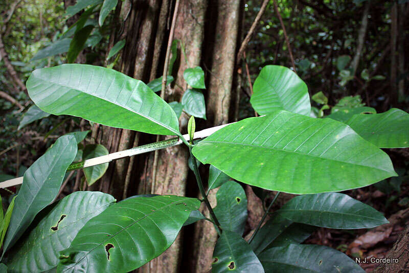 Imagem de Tabernaemontana stapfiana Britten