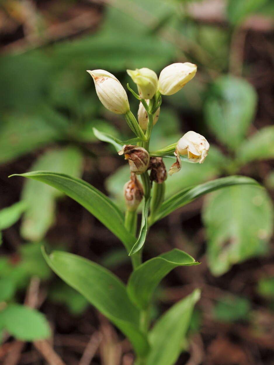 Image of cephalanthera