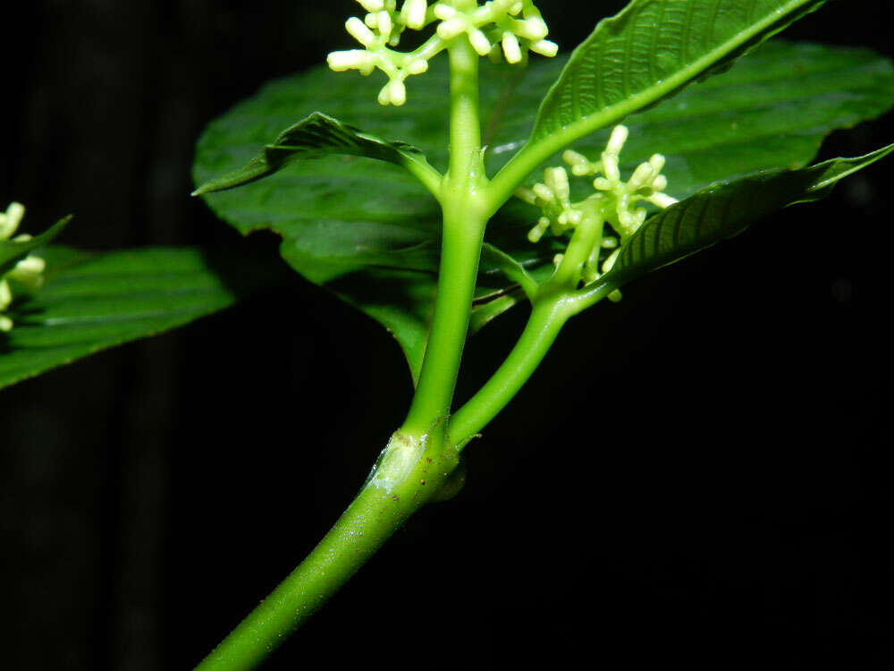 صورة Palicourea acuminata (Benth.) Borhidi