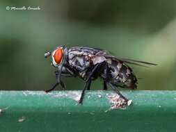 Image of flesh flies