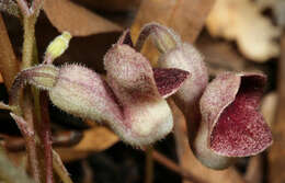 Image of Virginia snakeroot