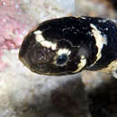 Image of Egg-eating Sea Snake