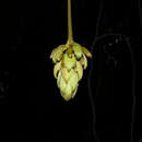 Image of Mucuna holtonii (Kuntze) Moldenke