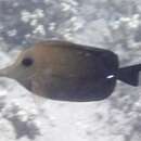 Image of Longnose surgeonfish