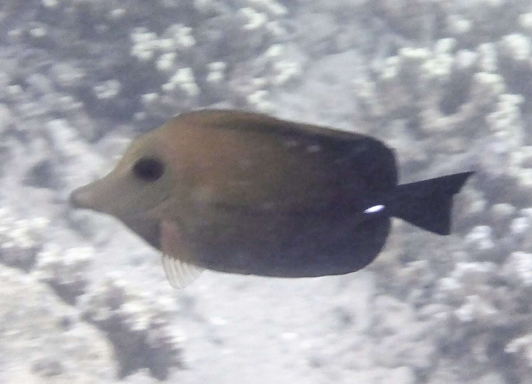 Image of Longnose surgeonfish