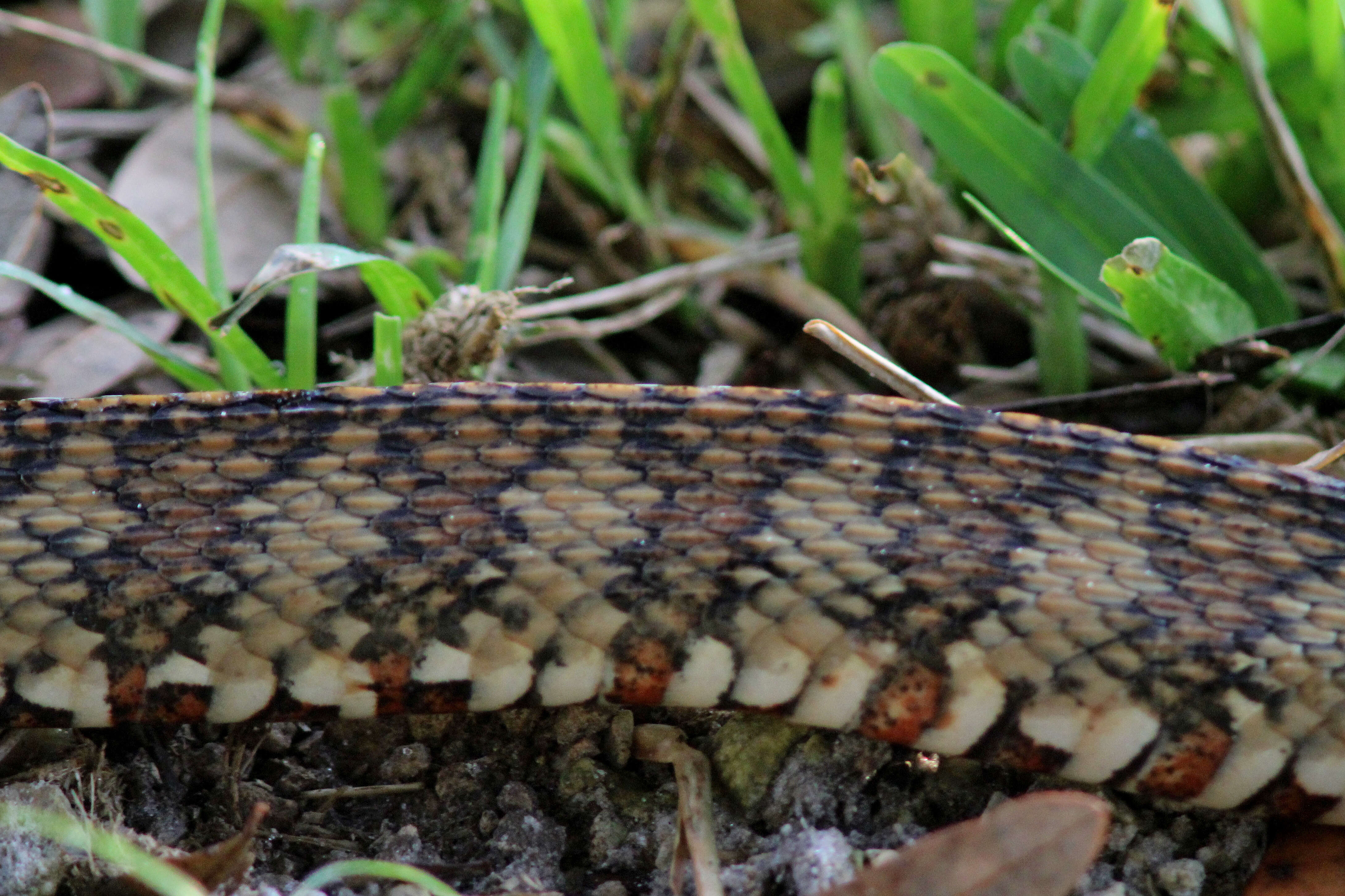 Sivun Nerodia fasciata pictiventris (Cope 1895) kuva